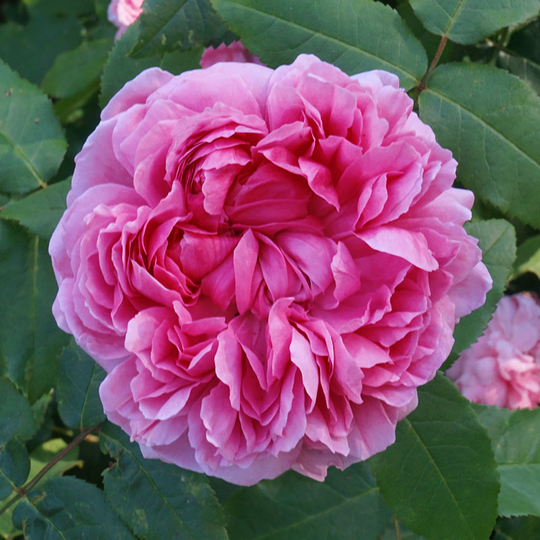 Damascenerros 'Järnvägaren'