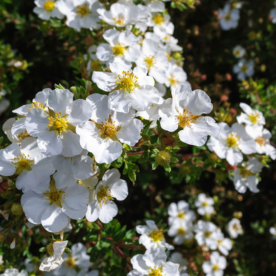 Ölandstok 'White Lady', 1-pack