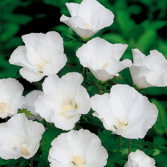 Frilandshibiskus 'Totus Albus'