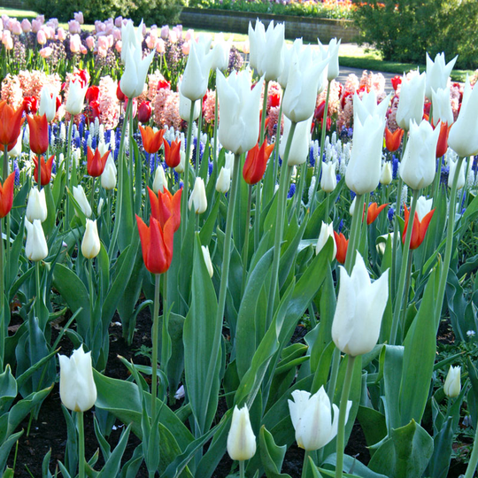 Liljetulpan ’White Triumphator’