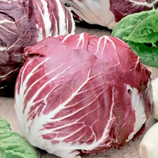 Endive Palla Rossa 3