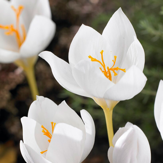 Höstkrokus 'Albus'