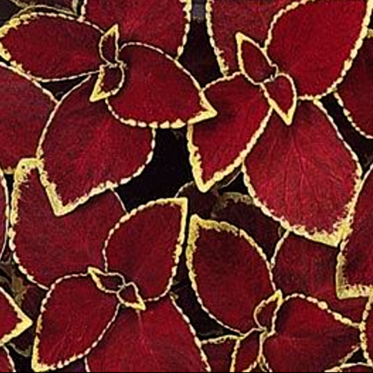 Palettblad 'Wizard Velvet Red'