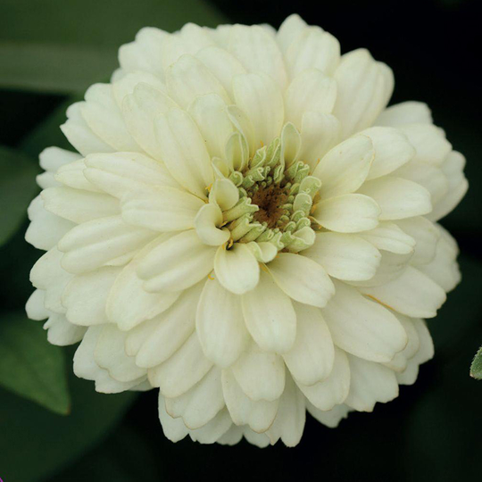 Zinnia 'Zahara Double White'