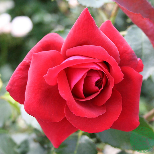 Ros 'Leonora Christine'