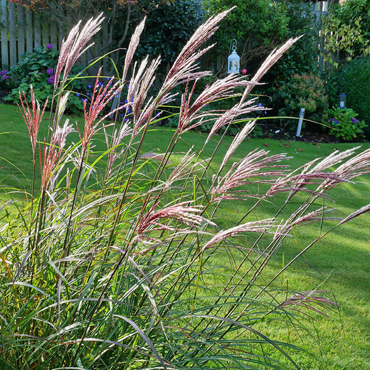 Glansmiskantus 'Red Chief', 2L