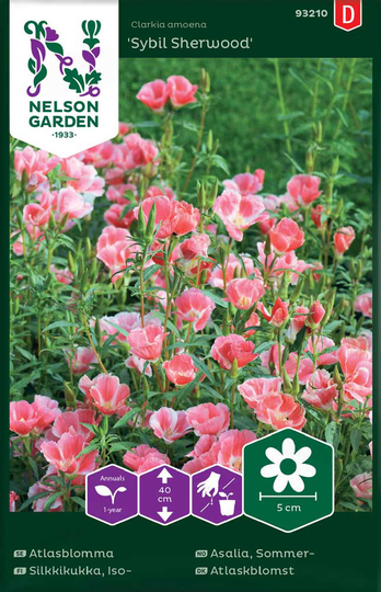 Nelson Garden Atlasblomma Sybil Sherwood rosa