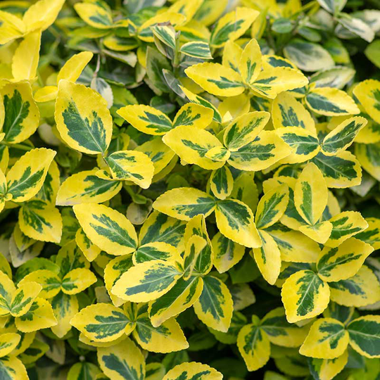 Gulbrokig klätterbenved 'Emerald'n Gold' 10-pack