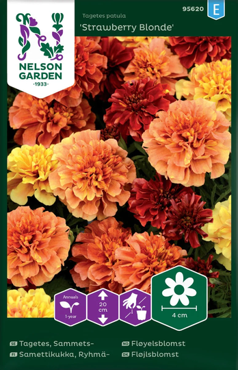 Nelson Garden Tagetes Sammets Strawberry Blonde