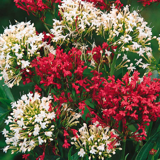 Pipört 'Red & White'