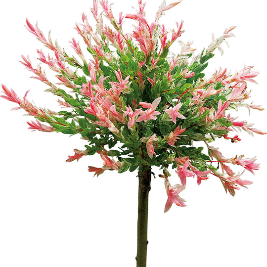 Eukalyptusvide 'Hakuro Nishiki', 80-90 cm