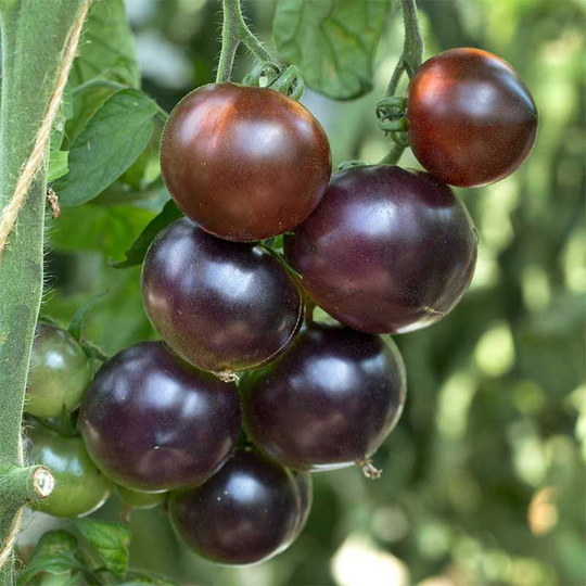 Tomatplanta Körsbärstomat 'Chocolate Cherry'