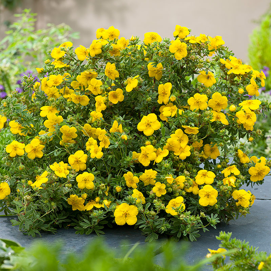 Ölandstok 'Goldstar'