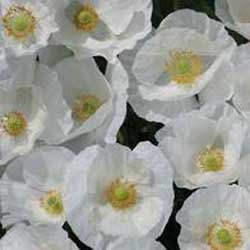 Kornvallmo 'Bridal Silk'