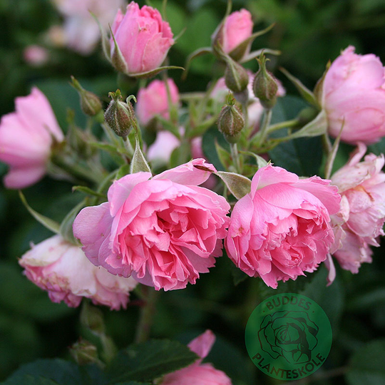 Ros 'Pink Grootendorst'
