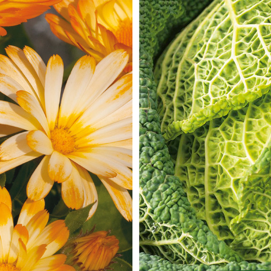 Partnerplantor - Kålväxt och ringblomma