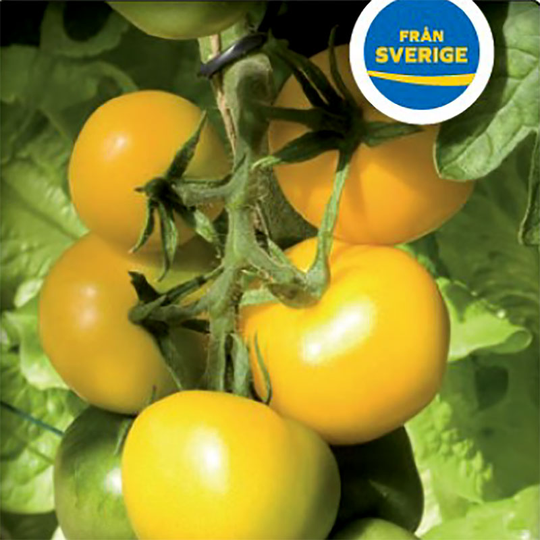 Tomatplanta Tomat 'Golden Queen'