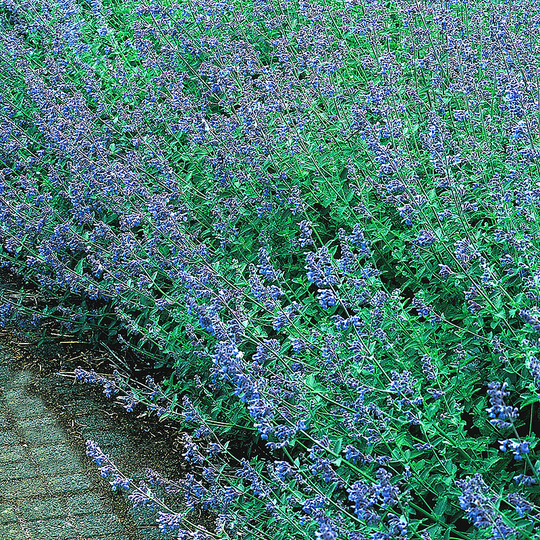 Kantnepeta 'Six Hills Giant', 15-pack