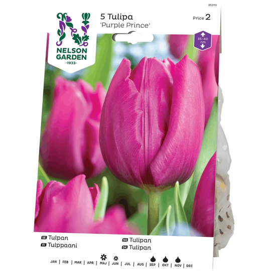 Nelson Garden Tulpan Enkel Purple Prince