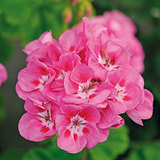 Pelargon Lustre, Deep pink