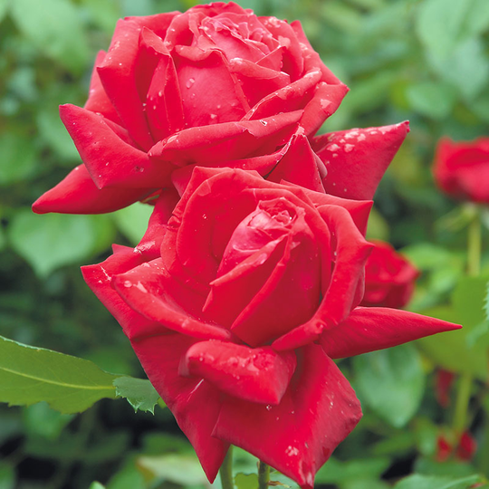 Ros 'Isabella Rossellini'