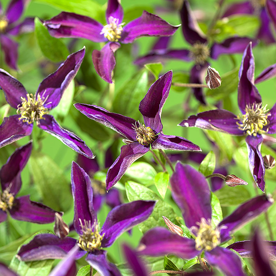 Klematis 'Noora'