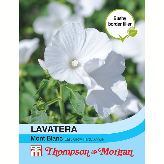 Sommarmalva 'Mont Blanc'