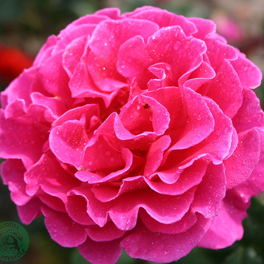 Ros 'Prinsessa Alexandra'