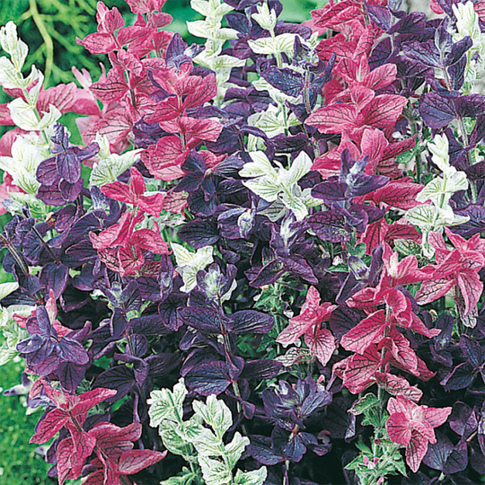 Broksalvia 'Bouquet', mix