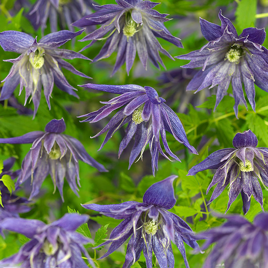 Klematis 'Spiky'