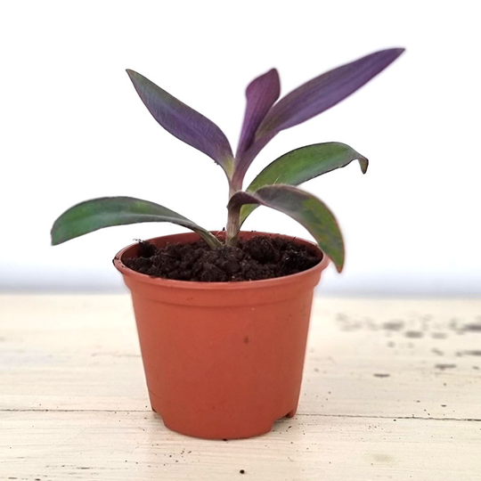 Purpurblad, Tradescantia pallida