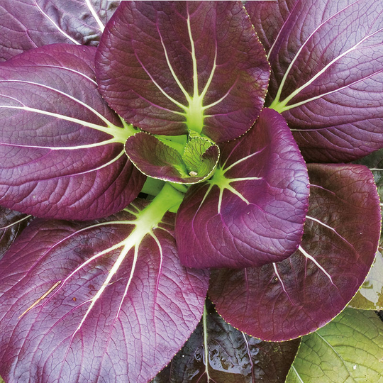 Pak Choi 'Arax'