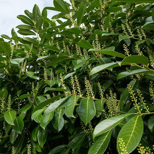 Garden Green Lagerhägg Mano, 10 Pack