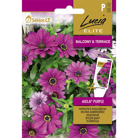Stjärnöga 'Akila Purple'