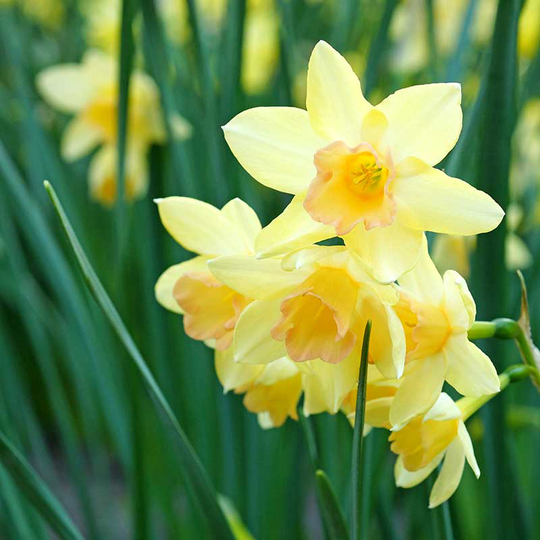 Narciss ’Blushing Lady’