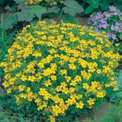 Tagetes 'Lemon Gem'