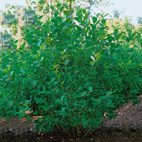 Slånaronia 'Elata' E