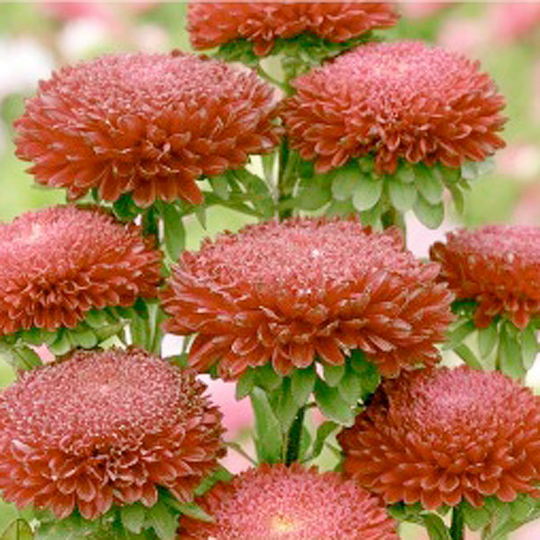 Aster Pompon, dark red