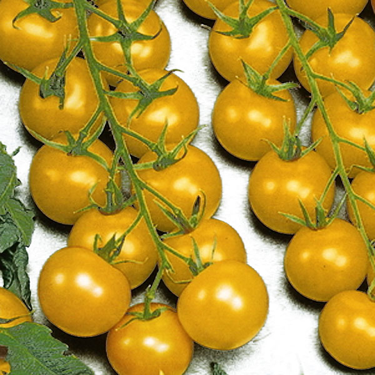 Tomat 'Goldkrone'