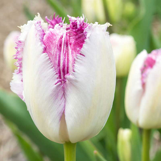 Franstulpan ’Eyelash’