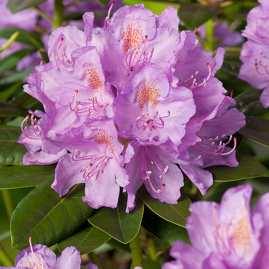 Rhododendron 'Catawbiense Gradiflorum' 30-40cm