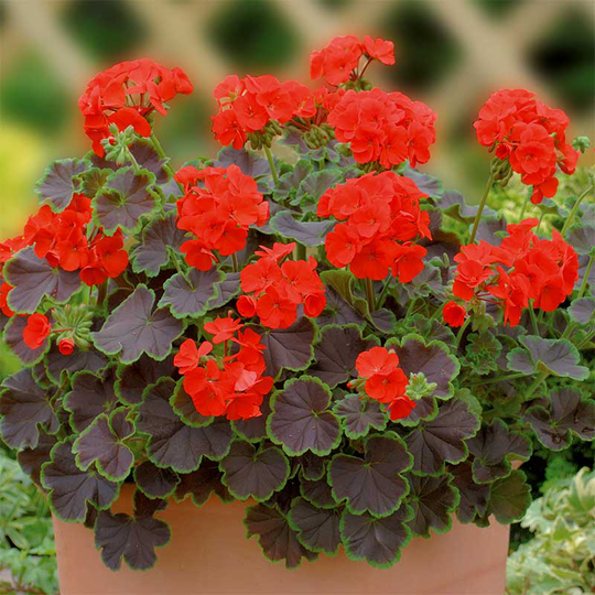 Zonalpelargon 'Nekita Scarlet' F1