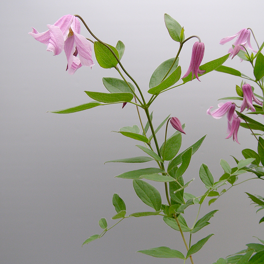 Klematis 'Hedvig', E-planta