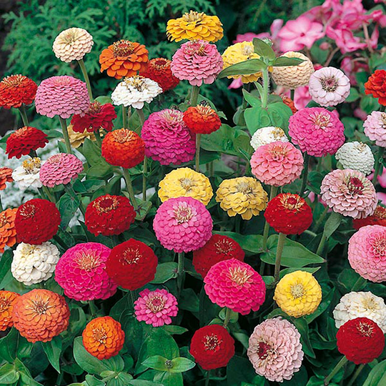 Zinnia 'Sunbow Mixed'