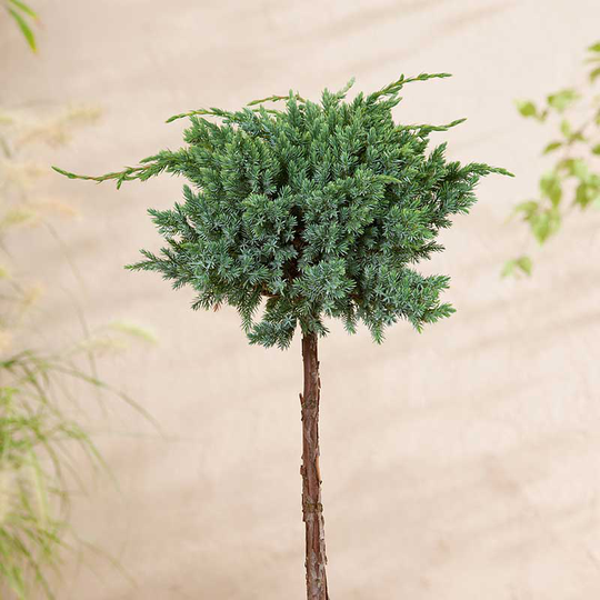 Himalaya-en 'Meyeri'