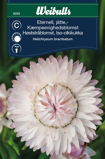 Weibulls Eternell Jätte Silverpink
