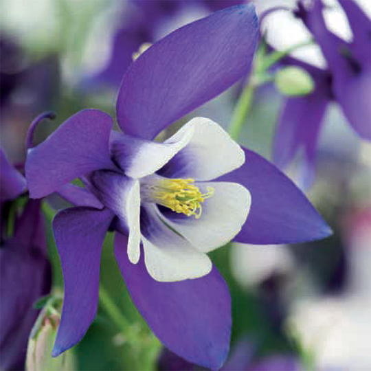 Akleja 'Navy and White'