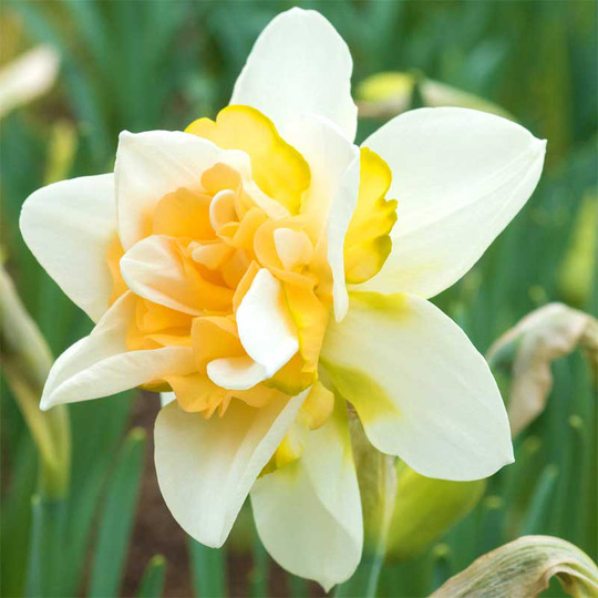 Stjärnnarciss 'Sweet Desire'