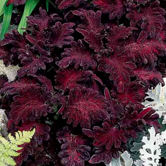 Palettblad 'Black Dragon'