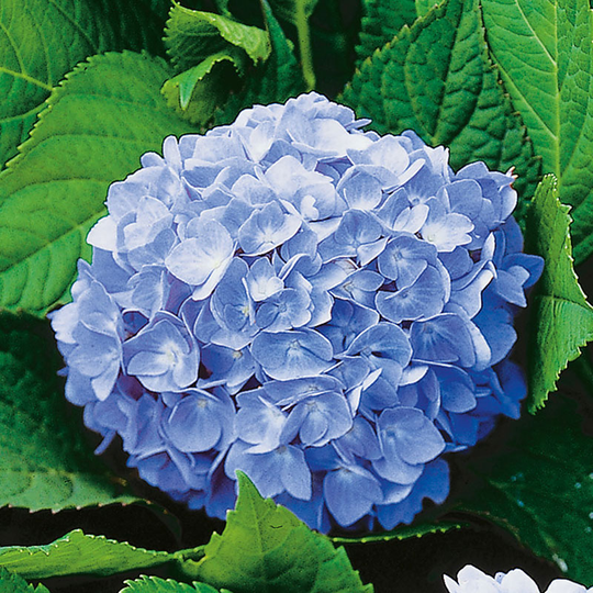 Hortensia 'Nikko Blue'